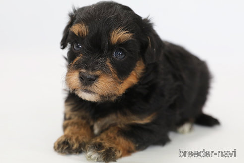 成約済の神奈川県のミックス犬-301725の4枚目